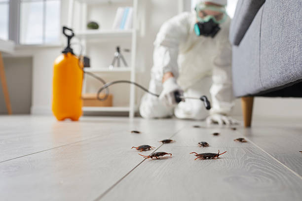 Trusted Rodent Control service in Mountain City, TN - Nex Pest Control